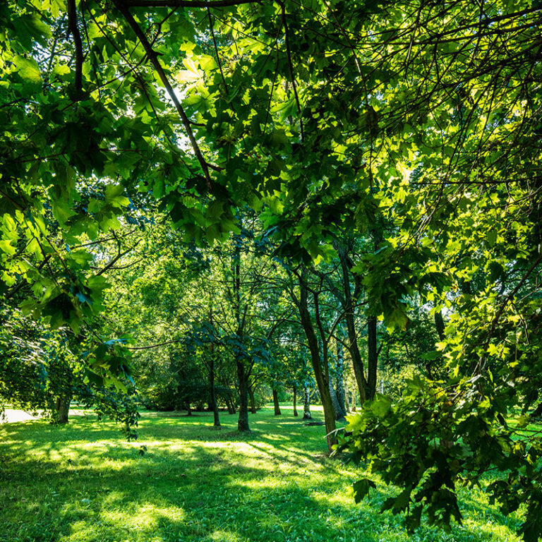 Future Electronics Contributes to Reforestation Efforts in Quebec for Earth Day 2024